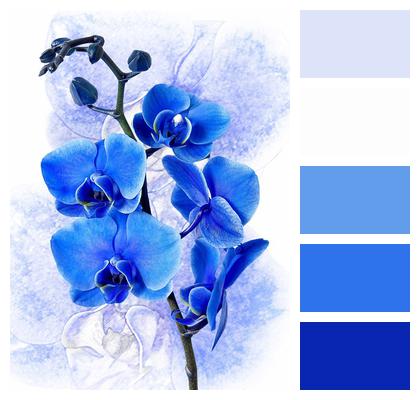 Orchid Phalaenopsis Colored Blue Image